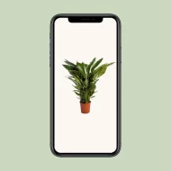 Weergave van de Lepelplant Spathiphyllum op een smartphone, perfect voor online presentatie