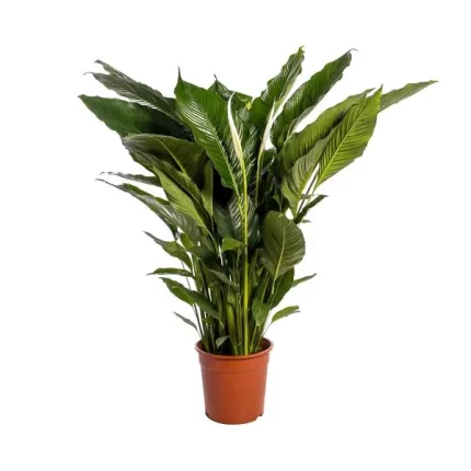 Volledige Lepelplant Spathiphyllum met glanzende groene bladeren in terracotta pot