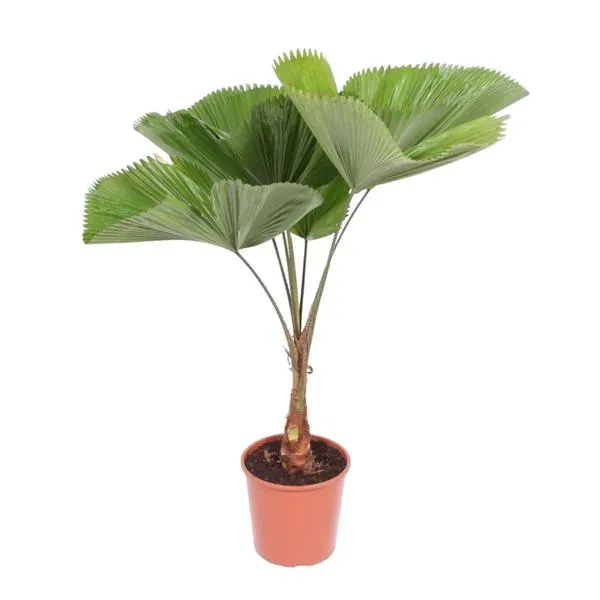 Licuala Grandis Waaierpalm kamerplant, een tropische blikvanger van 140 cm hoog en potdiameter 30 cm