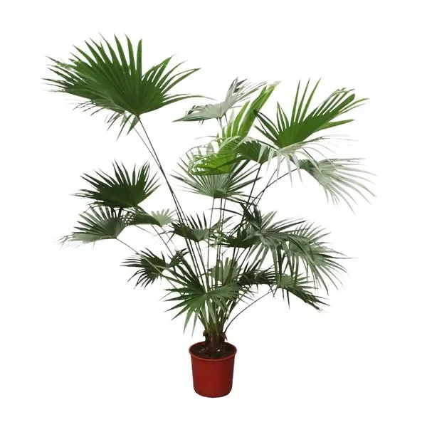 Grote Livistona Chinensis Chinese Waaierpalm, decoratieve kamerplant met een hoogte van 200 cm en een potdiameter van 34 cm