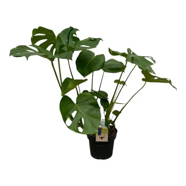 Monstera Deliciosa kamerplant, ook bekend als Gatenplant, tropische plant met grote groene bladeren en een hoogte van 75 cm in een zwarte kweekpot