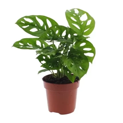 Monstera Monkey Leaf (Gatenplant), een compacte kamerplant van 30 cm in een plastic pot