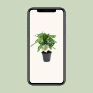 Monstera Monkey Leaf kamerplant weergegeven op een mobiel scherm voor eenvoudig online bestellen