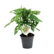 Monstera Monkey Leaf kamerplant – rimpelgatenplant met decoratieve bladeren in een zwarte kweekpot, 20-30 cm hoog