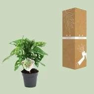 Monstera Monkey Leaf kamerplant met decoratieve bladeren, geleverd in een stevige verpakking