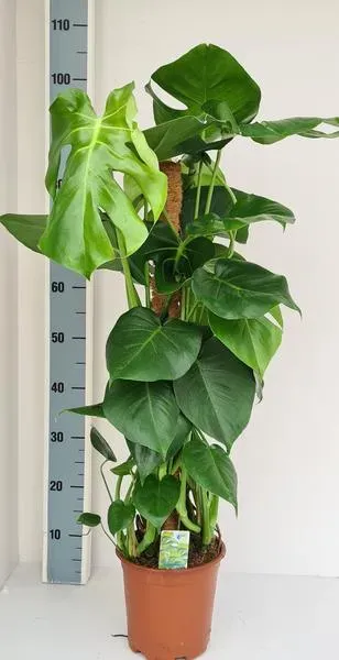 Monstera met grote bladeren, bevestigd aan een mosstok, hoogte 80 cm, ideaal voor binnenruimtes