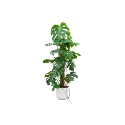 Monstera Pertusum Gatenplant met elho Jazz Round pot in wit doorsnede 26 cm, hoogte 120 cm