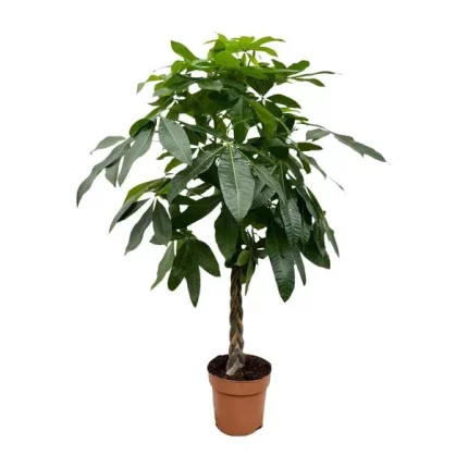 Pachira Aquatica Geldboom, een gemakkelijke kamerplant met gevlochten stam en luchtzuiverende eigenschappen, hoogte 180 cm en potdiameter 27 cm