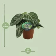 Peperomia Sarcophylla plant met afmetingen aangegeven, hoogte van 20-30 cm en diameter van 15 cm