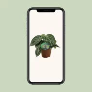 Close-up van de Peperomia Sarcophylla in een pot, getoond op een smartphone scherm, ideaal voor een moderne presentatie