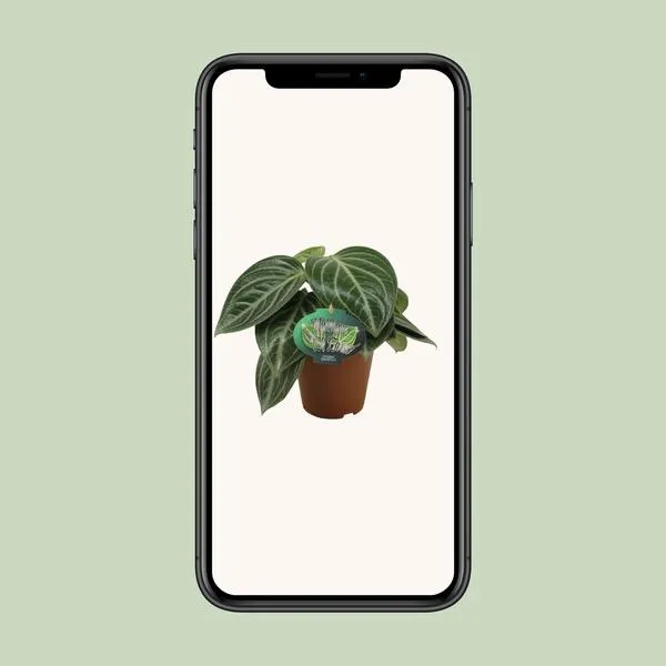 Close-up van de Peperomia Sarcophylla in een pot, getoond op een smartphone scherm, ideaal voor een moderne presentatie