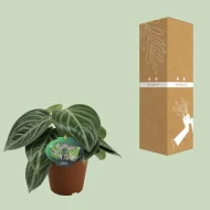 Peperomia Sarcophylla plant in een pot met bijpassende duurzame verpakking, klaar voor verzending