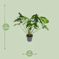 Philodendron Green Wonder met een hoogte van 90-100 cm en een potdiameter van 24 cm