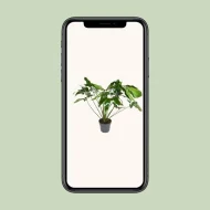 Weergave van de Philodendron Green Wonder op een mobiele telefoon met een groene achtergrond