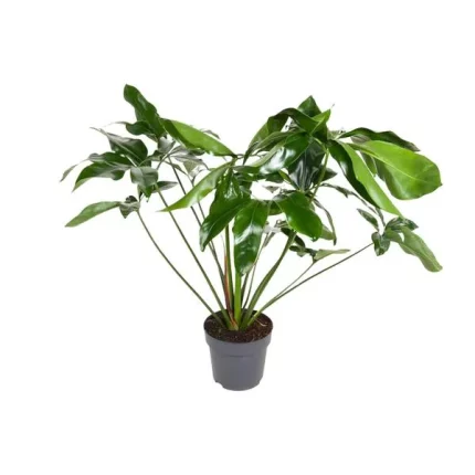 Philodendron Green Wonder in een pot, weelderig groen blad