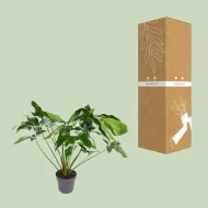 Philodendron Green Wonder naast zijn duurzame, stijlvolle verpakking