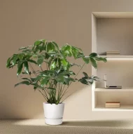 Philodendron Green Wonder in pot, 140 cm, geschikt voor binnenruimtes