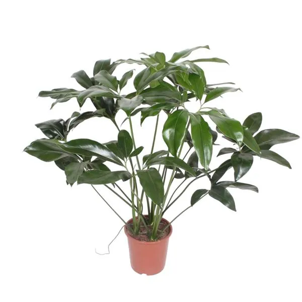 Volledige Philodendron Green Wonder plant van 120 cm in een pot, met opvallend glanzend donkergroen blad, ideaal voor elk interieur.