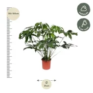 Afmetingen van de Philodendron Green Wonder plant, hoogte 140 cm