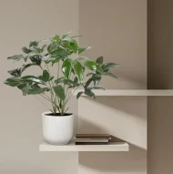 Philodendron Green Wonder plant van 120 cm in een moderne witte pot, perfect geplaatst op een plank in een minimalistische woonruimte.