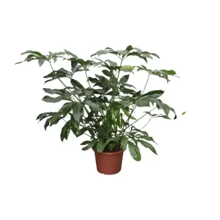 Philodendron Green Wonder XL van 140 cm in een bruine kweekpot