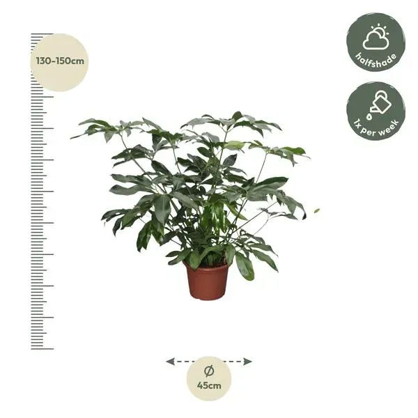 Afmetingen van de Philodendron Green Wonder XL, 140 cm hoog en 45 cm breed