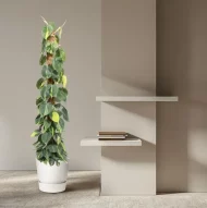 Philodendron scandens, klimmende boomliefhebber, met weelderig groene bladeren die groeien op een mosstok van 150 cm, geplaatst in een stijlvolle witte sierpot. Perfecte kamerplant voor halfschaduw.