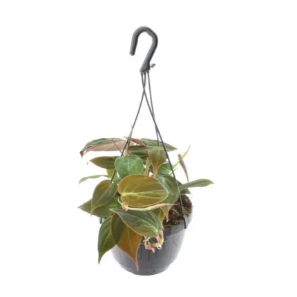 Hangende plant Philodendron Scandens 'Micans' in een zwarte pot met haak, met groene en bronsachtige bladeren.