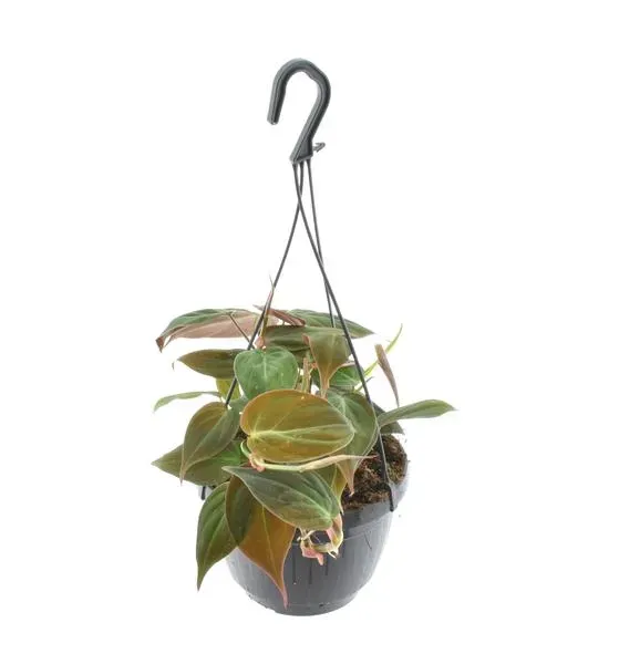 Hangende plant Philodendron Scandens 'Micans' in een zwarte pot met haak, met groene en bronsachtige bladeren.