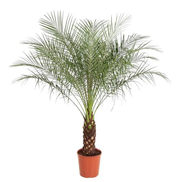 Volledige Phoenix roebelenii dwergdadelpalm van 170 cm in bruine pot