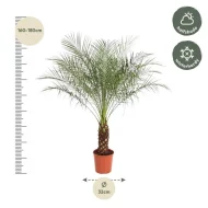 Phoenix roebelenii dwergdadelpalm van 170 cm, geschikt voor halfschaduw en winterhard