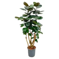 Polyscias Fabian kamerplant met een hoogte van 130 cm en potdiameter van 24 cm, perfect voor een modern interieur