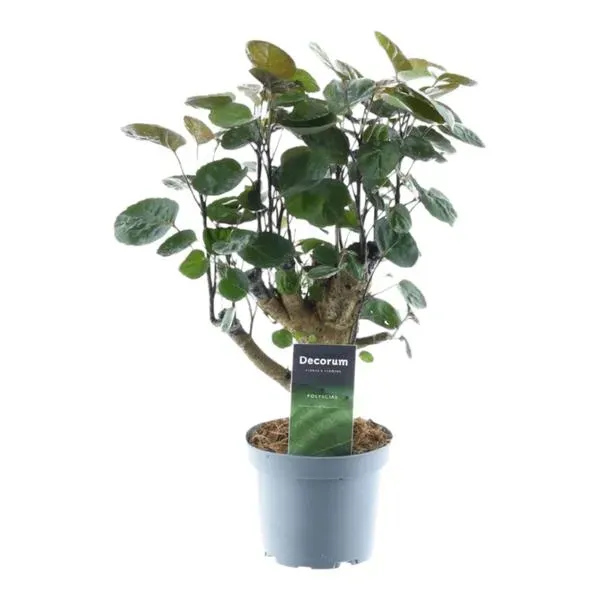 Polyscias Fabian kamerplant, ook bekend als Aralia, met glanzende groene bladeren in een decoratieve pot, hoogte van 45 cm.