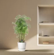 Polyscias Hawaiiana Ming plant in een witte pot, geplaatst in een moderne woonkamer met een beige muur en ingebouwde plank.