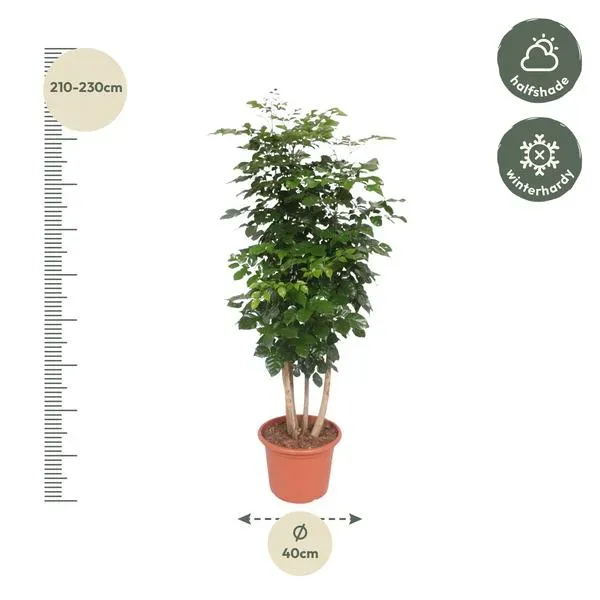 Radermachera Hainanensis kamerplant van 220 cm hoog, afgebeeld met afmetingen en pot van 40 cm