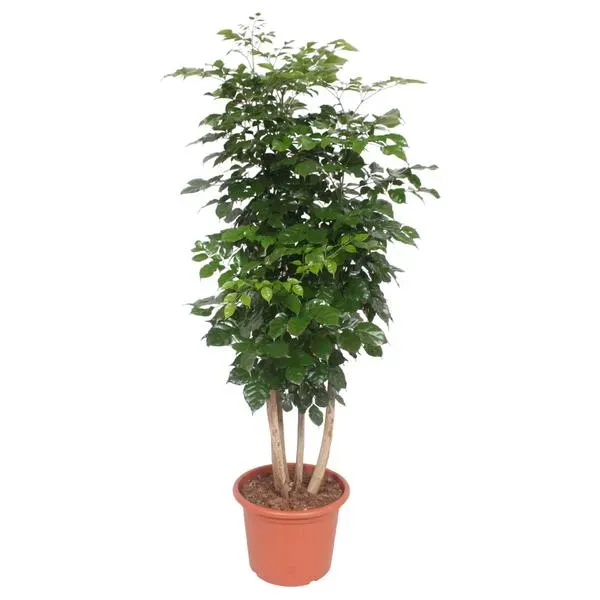 Radermachera Hainanensis, een onderhoudsvriendelijke kamerplant van 220 cm hoog in een pot van 40 cm, ideaal voor woonkamer of kantoor