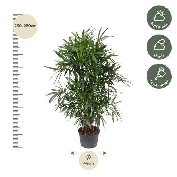 Gedetailleerde afmetingen en verzorgingsinformatie voor de Rhapis Excelsa Bamboepalm van 240 cm