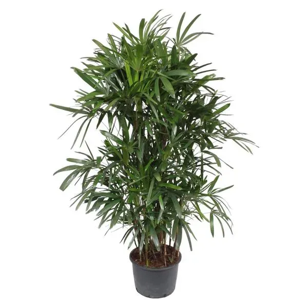 Rhapis Excelsa Bamboepalm, een luxe kamerplant van 240 cm hoog met een potdiameter van 44 cm