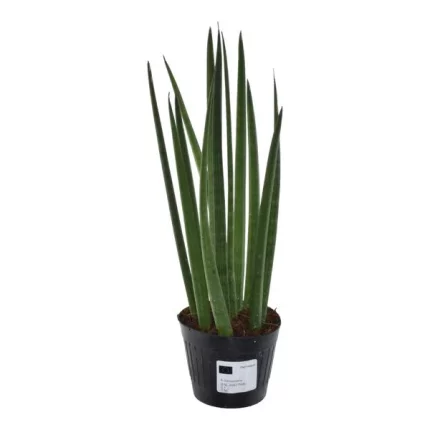 Sansevieria cylindrica Bacularis plant in pot met lange, cilindrische bladeren