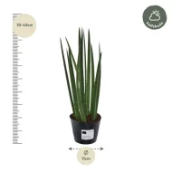 Sansevieria cylindrica Bacularis plant in pot, hoogte tussen 33 en 43 cm, ideaal voor halfschaduw