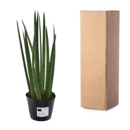 Sansevieria cylindrica Bacularis plant naast verpakking, klaar voor verzending