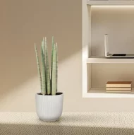 Elegante Sansevieria cylindrica 'Spaghetti' in een witte pot, ideaal als decoratief element in een minimalistisch interieur.