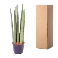 Sansevieria cylindrica 'Spaghetti' met een stijlvolle paarse pot en stevige verpakking, klaar voor verzending.