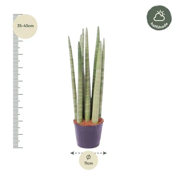 De Sansevieria cylindrica 'Spaghetti' in een pot, perfect geschikt voor plekken met halve schaduw en weinig direct zonlicht.