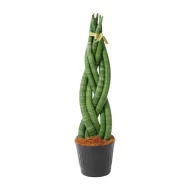 Detailopname van de gevlochten bladeren van de Sansevieria cylindrica 'Twist' vrouwentong met zichtbare structuur