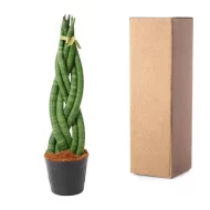 Sansevieria cylindrica 'Twist' vrouwentong met standaard verpakking voor veilige verzending