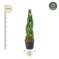 De Sansevieria cylindrica 'Twist' vrouwentong wordt geleverd in een pot van 11 cm diameter, met een totale hoogte van 40 cm