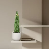 Creëer een stijlvol plantenhoekje met de Sansevieria cylindrica 'Twist', perfect in elke moderne inrichting dankzij haar unieke gevlochten design en onderhoudsvriendelijke karakter.