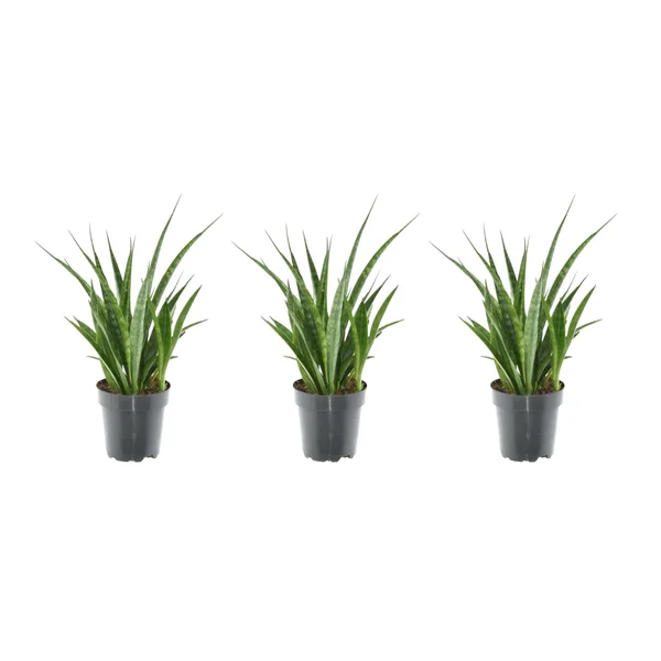 Drie Sansevieria kirkii planten in zwarte potten, ideaal voor elke ruimte