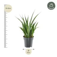 Sansevieria Kirkii vrouwentong met hoogte van 33 tot 43 cm in pot